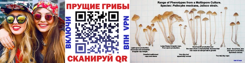 ссылка на мегу ссылки  Нурлат  Псилоцибиновые грибы Psilocybine cubensis 